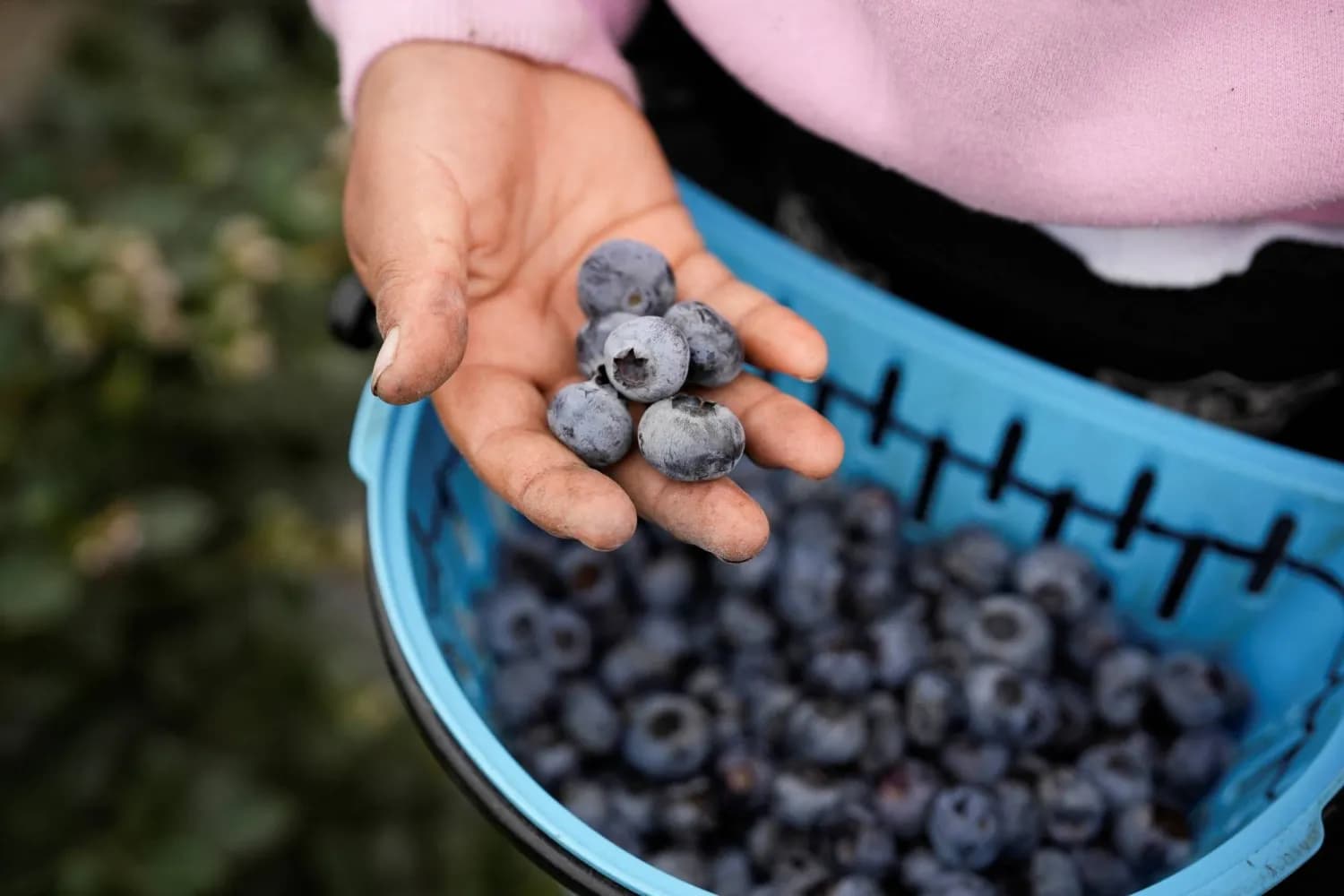 مستخلص التوت الأزر مفيد لصحة الأمعاء والسكري