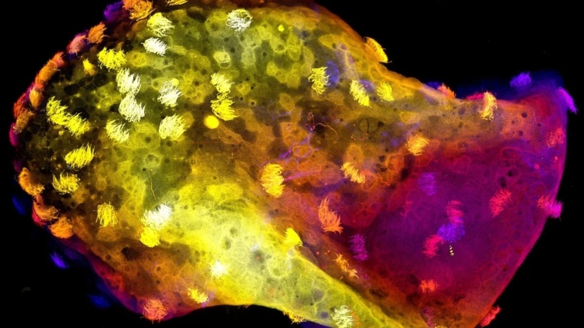 الروبوتات العصبية.. علماء يطورون آلات حية بجهاز عصبي حقيقي